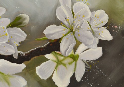 Morello Cherry Blossom Oil Painting By Laura Beardsell-Moore